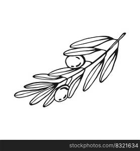 Olive branches. Olive fruits bunch and olive branches with leaves. Hand drawn illustration converted to vector.