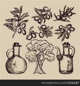 Olive oil in bottling. Olive tree and other hand drawn foods. Tree olive and oil bottle organic. Vector illustration. Olive oil in bottling. Olive tree and other hand drawn foods