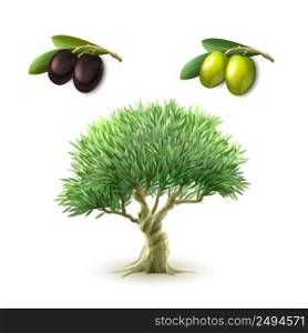 Olive oil production traditional primary products pictograms set of green and black olives abstract isolated vector illustration. Olive oil primary products set