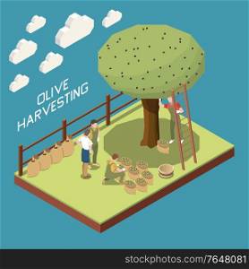 Olive production isometric composition with garden section and tree with people gathering harvest into cloth sacks vector illustration
