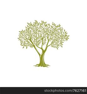 Olive tree on thick trunk and green crown of leaves isolated icon. Vector botanical agricultural greek or italian extra virgin oil emblem. Object of plantation of olive plants, branches with leaves. Tree trunk, green crown with olive leaves isolated