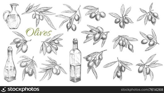 Olives and oil bottles isolated vector sketch icons. Branches, leaves and olive fruits engraved symbols. Kitchen oil jug, mediterranean cuisine seasonings design elements, hand drawn vector sketch. Olives and oil bottles isolated vector sketch