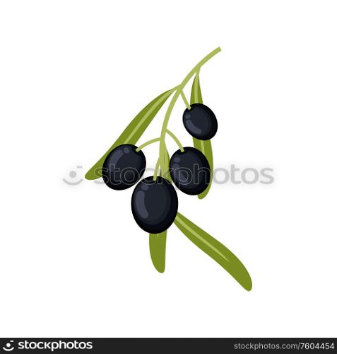 Olives on twig with leaves, black ripe berries isolated. Vector mediterranean cuisine, italian food. Black live fruits twig with leaves isolated plant