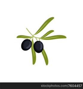 Olives on twig with leaves, black ripe berries isolated. Vector mediterranean cuisine, italian food. Black live fruits twig with leaves isolated plant