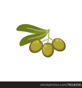 Olives on twig with leaves, green ripe berries isolated. Vector mediterranean cuisine, italian food. Green live fruits twig with leaves isolated plant