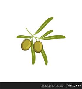 Olives on twig with leaves, green ripe berries isolated. Vector mediterranean cuisine, italian food. Green live fruits twig with leaves isolated plant