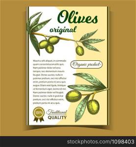 Olives Original Organic Product Poster Vector. Traditional Italian Quality Ripe Olives And Golden Medal Award On Vertical Advertising Flyer Retro Style. Nutrition On Twig Layout Colorful Illustration. Olives Original Organic Product Poster Vector
