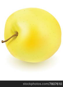 One fresh yellow apple on white background. EPS-10 vector illustration. Contains gradient mesh and transparency.