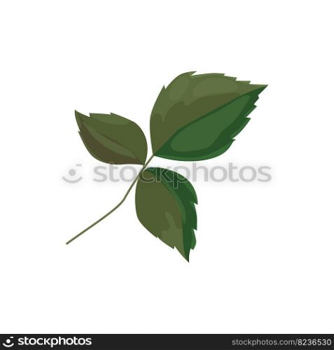 one green rose leaf with three leaves. Detail for a bouquet, postcard or wedding decoration