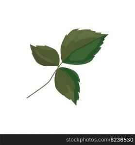 one green rose leaf with three leaves. Detail for a bouquet, postcard or wedding decoration