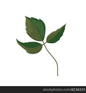 One leaf of a rose with three leaves. Detail for a bouquet, decoration of a postcard or website