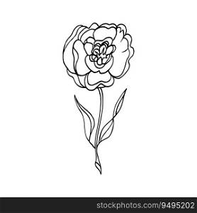 one line drawing. the garden rose with leaves. hand drawn sketch. vector. one line drawing. the garden rose with leaves. hand drawn sketch. vector illustration.