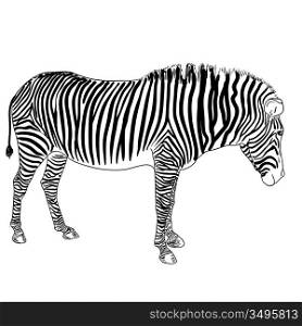 One zebra. Vector illustration