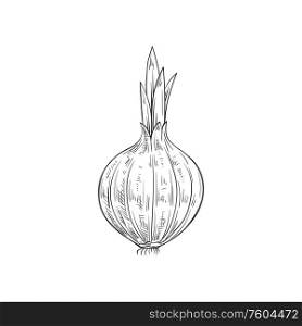 Onion bulb vector isolated sketch. Vector raw vegetable, whole root seasoning with leaves. Whole onion bulb, vegetable root isolated sketch