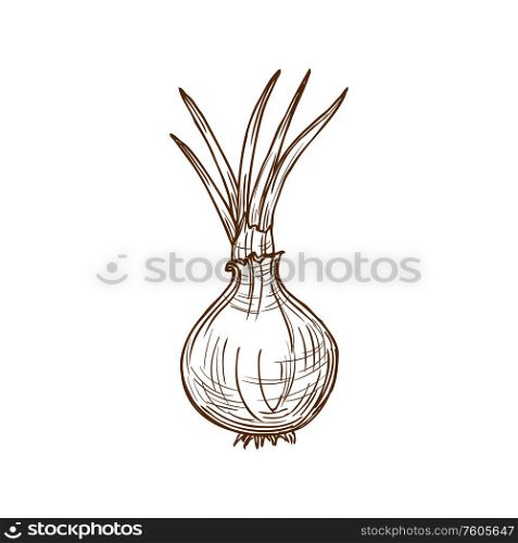 Onion bulb with leaves isolated monochrome sketch. Vector turnip food, raw vegetable plant. Whole onion bulb isolated vegetable root seasoning