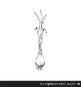 Onion bulb with leaves isolated monochrome sketch. Vector turnip food, raw vegetable plant. Whole onion bulb isolated vegetable root seasoning