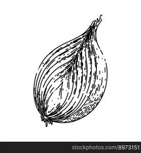 onion white hand drawn vector. fresh vegetable, food healthy, raw organic, natural ingredient onion white sketch. isolated black illustration. onion white sketch hand drawn vector