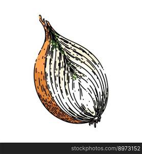 onion white hand drawn vector. fresh vegetable, food healthy, raw organic, natural ingredient onion white sketch. isolated color illustration. onion white sketch hand drawn vector