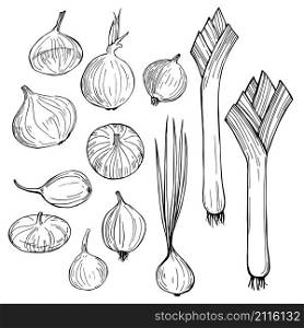 Onions. Hand drawn vegetables on white background. Vector sketch illustration.. Onions. Hand drawn vegetables