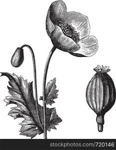 Opium Poppy or Papaver somniferum, vintage engraved illustration. Trousset encyclopedia (1886 - 1891).