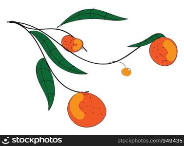 Orange branch illustration vector on white background
