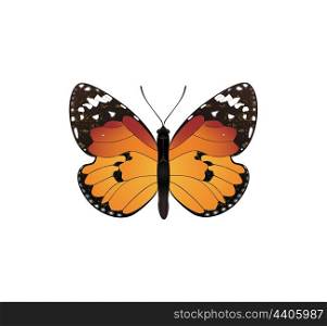 orange butterfly. The orange butterfly on a white background. A vector illustration