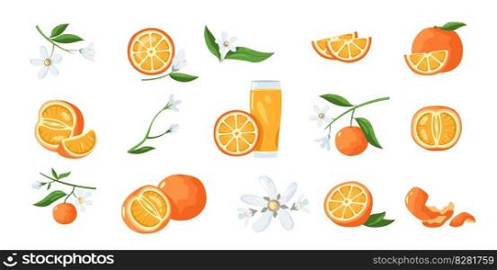 Orange citrus plant. Cartoon tangerine tree with fresh sweet fruit and blossom, colorful botanical plant with fruits for organic juice. Vector isolated set of citrus fresh tangerine plant illustration. Orange citrus plant. Cartoon tangerine tree with fresh sweet fruit and blossom, colorful botanical plant with fruits for organic juice. Vector isolated set