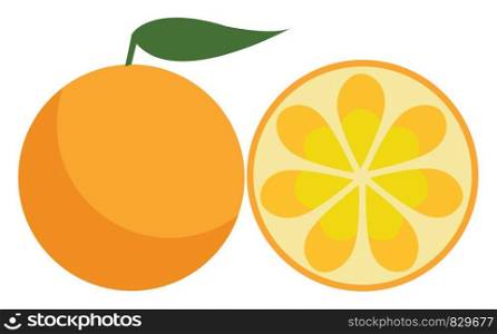 Orange fruit vector or color illustration