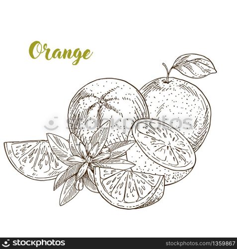 Orange, half and slice, flowers, hand drawn sketch vector illustration