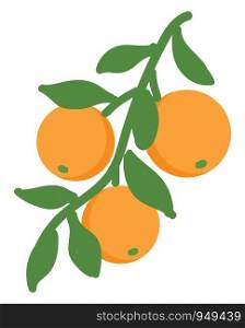 Orange illustration vector on white background