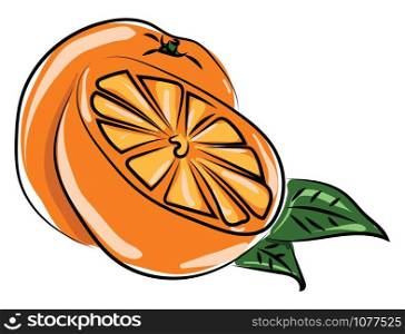 Orange in half, illustration, vector on white background.