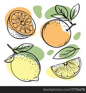 ORANGE LEMON Delicious Fruits Sketch Vector Illustration Set
