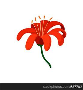 Orange lily icon in cartoon style on a white background. Orange lily icon, cartoon style