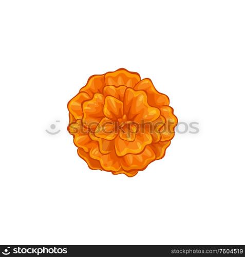 Orange marigold flower on green stem isolated. Vector blooming bud on Day of Dead. Marigold flower isolated Mexico decorative blossom