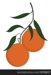 Orange on branch, illustration, vector on white background.