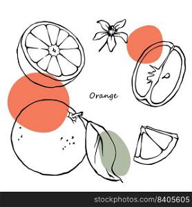 Orange outline vector illustration in doodle style. Hand drawn set of oranges, slices and leaves. Black linear citrus fruit vector design with color spots.