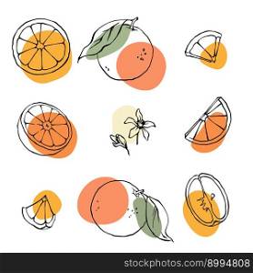 Orange outline vector illustration set. Hand drawn oranges, slices and leaves drawing with abstract color spots