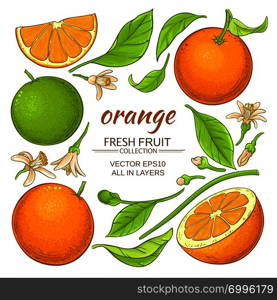 orange plant elements set on white background. orange elements set