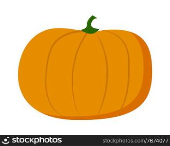 Orange pumpkin isolated at white background. Farm vegetable, web icon, natural food. Halloween vegetable. Agriculture concept, fresh crop. Vector illustration of organic vegetable, vegeterian. Pumpkin isolated at white background, sweet eco natural vegetable, fresh crop, agriculture