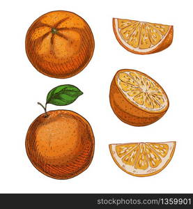 Orange, set of elements. Full color realistic sketch vector illustration. Hand drawn painted illustration.