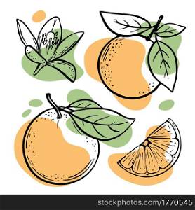 ORANGE SKETCH Delicious Citrus Fruit Vector Illustration Set