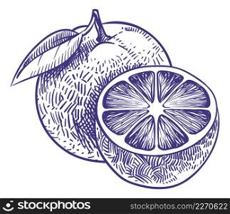 Orange sketch. Hand drawn ripe citrus fruit isolated on white background. Orange sketch. Hand drawn ripe citrus fruit