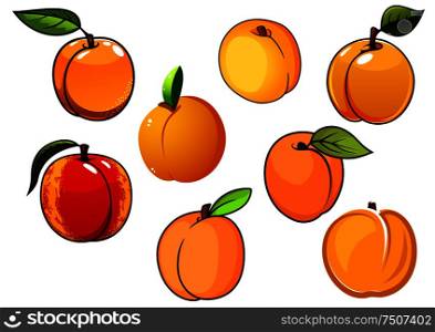 Orange sweet apricots fruits with green leaves isolated on white, for healthy food or agriculture design. Isolated orange sweet apricots fruits