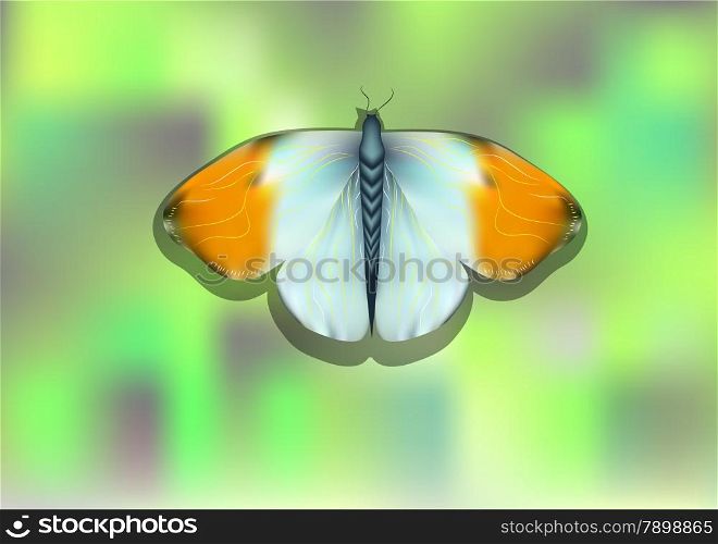 orange tip butterfly on blurred abstract background