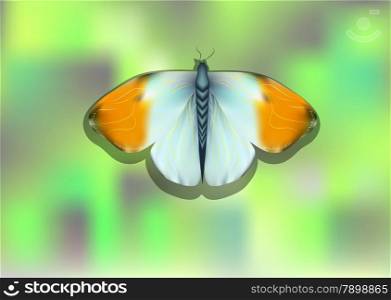 orange tip butterfly on blurred abstract background