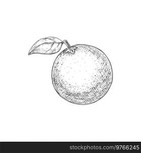 Orange tropical fruit. Vector exotic orange or tangerine citrus fruit sketch. Orange exotic tropical fruit icon sketch