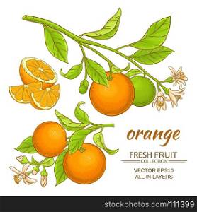 orange vector set. orange branches vector set on white background