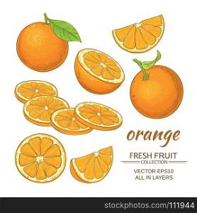 orange vector set. orange fruiit vector set on white background
