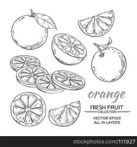 orange vector set. orange fruits vector set on white background