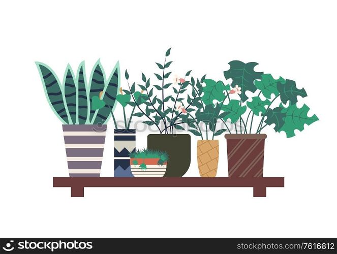 Orangery plants vector, wooden shelf with floral decor flat style. Potted houseplants, botanical herbs, flowers with foliage and wide leaves in pots. Haworthia Standing on Shelf, Plants of Orangery